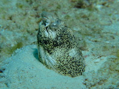 Callechelys marmorata