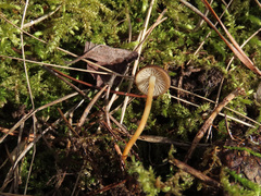 Strobilurus stephanocystis