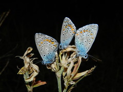 Polyommatus icarus