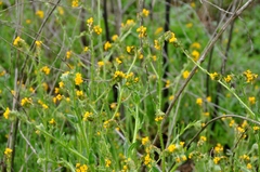 Amsinckia menziesii