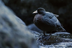 Blue Duck photo 3