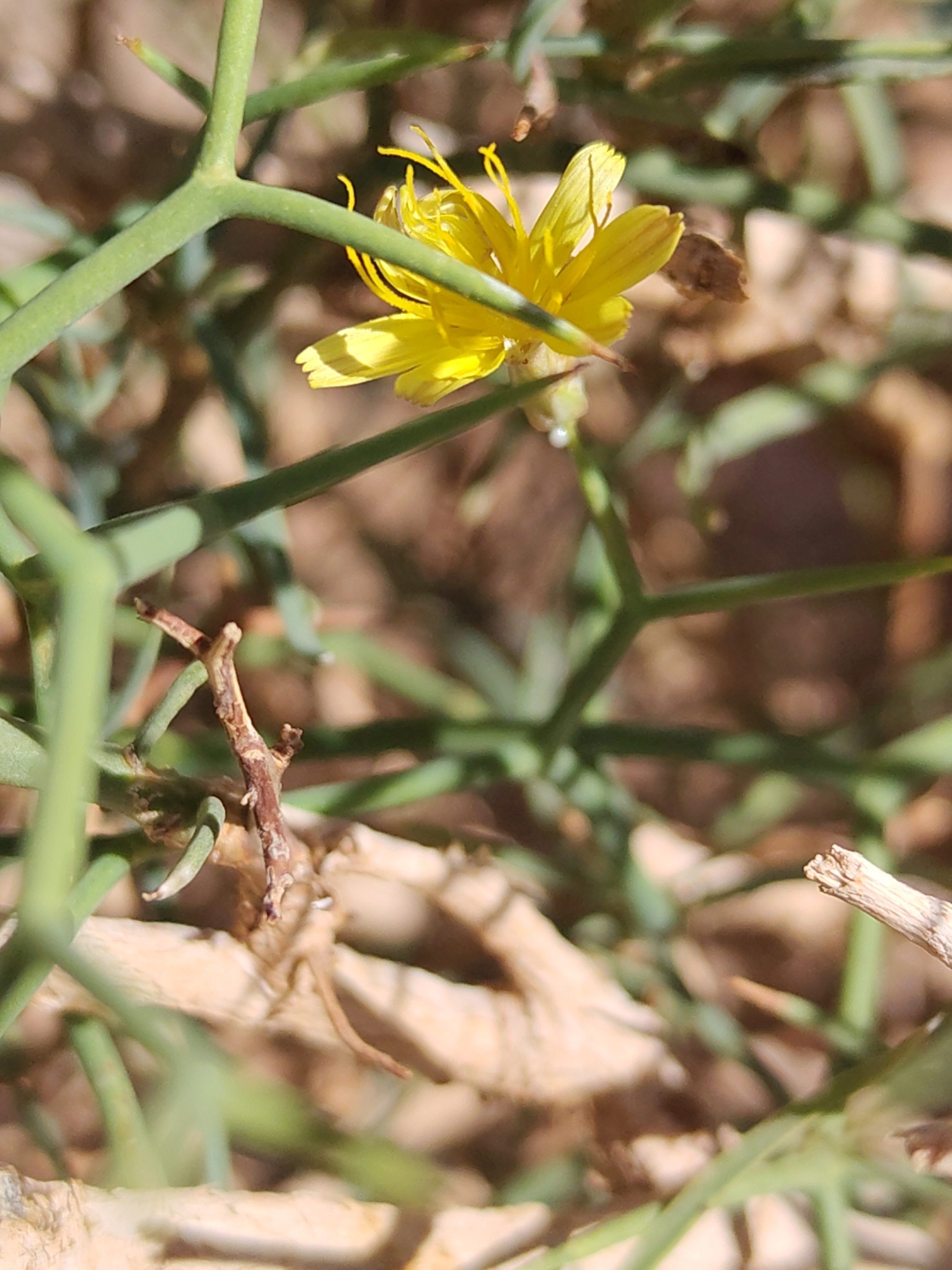 Mol-Albina (Launaea arborescens)