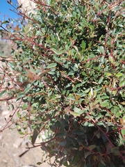 Sideroxylon spinosum, photograph (c) Loïc Chalmandrier, some rights reserved (CC BY)