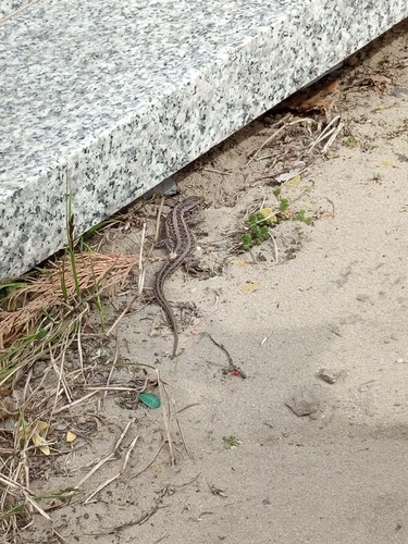 Sand Lizard
