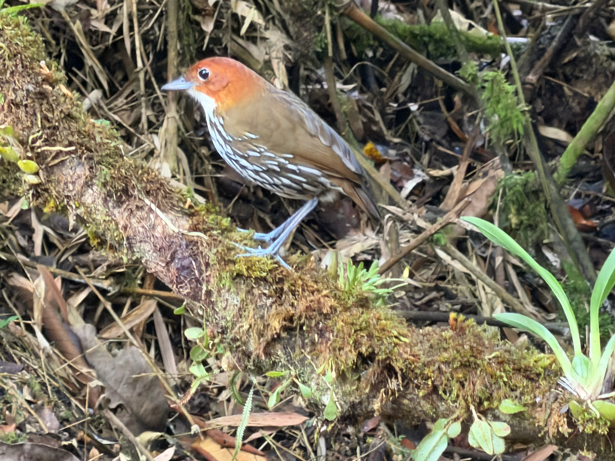 Chestnut-crowned Antpitta (Grallaria ruficapilla), photo 6
