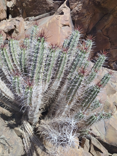Euphorbia officinarum