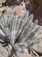 Euphorbia officinarum