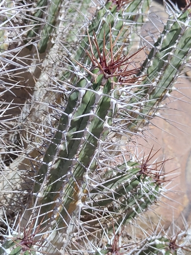 Euphorbia officinarum, photograph 2