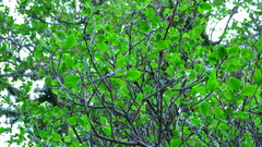Alnus jorullensis