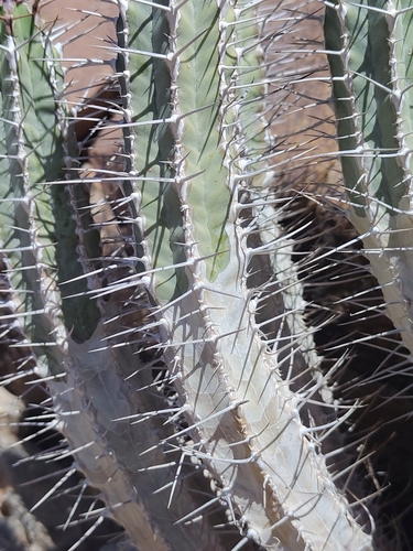 Euphorbia officinarum, photograph 3