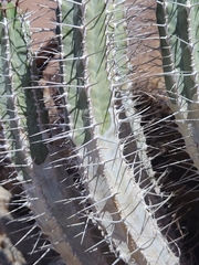 Euphorbia officinarum, photograph (c) Loïc Chalmandrier, some rights reserved (CC BY)