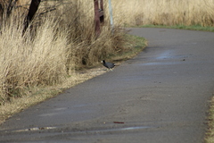 Fulica americana