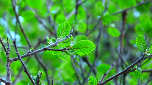 Evergreen alder (Alnus jorullensis)