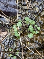 Leavenworthia exigua