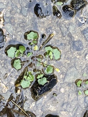 Leavenworthia exigua