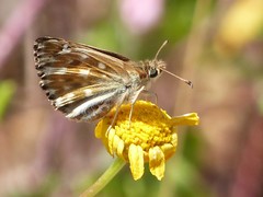 Carcharodus tripolina