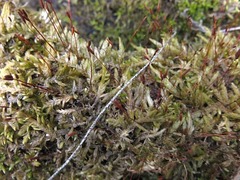 Entodon cladorrhizans