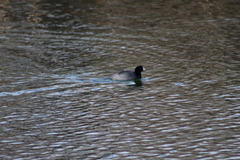 Fulica americana