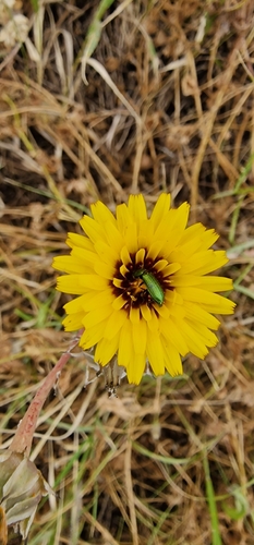 False Sow-thistle (Reichardia tingitana)
