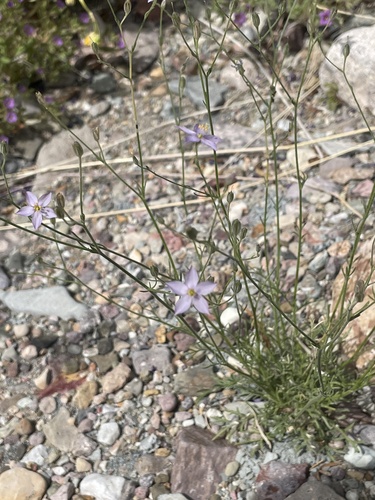 Stewart's Gilia