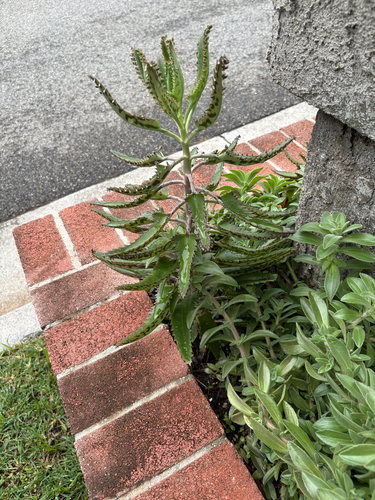 Kalanchoe houghtonii, 2026-04-11