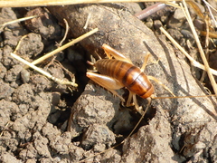 Ceuthophilus californianus