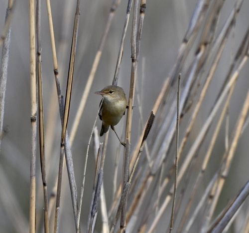 Common Reed Warbler (Acrocephalus scirpaceus), photo 1