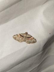 Xanthorhoe packardata