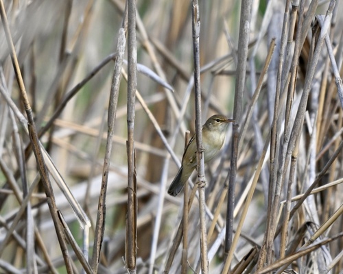 Common Reed Warbler (Acrocephalus scirpaceus), photo 2