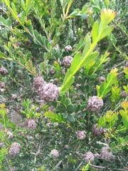 Melaleuca nesophila