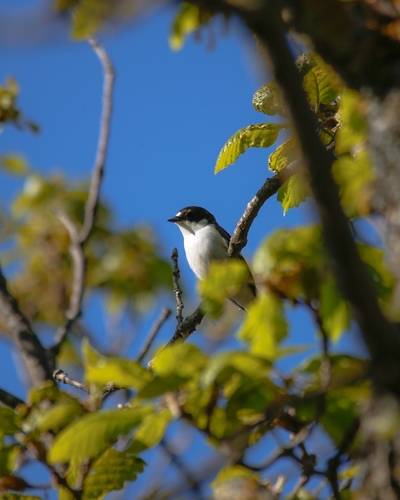 European Pied Flycatcher