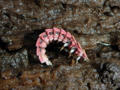 Microphotus angustus