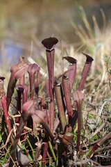 Sarracenia rubra