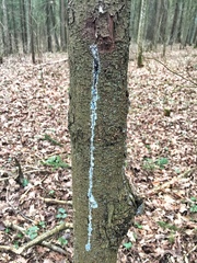 Dendroctonus micans