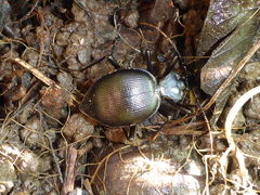 Scaphinotus interruptus