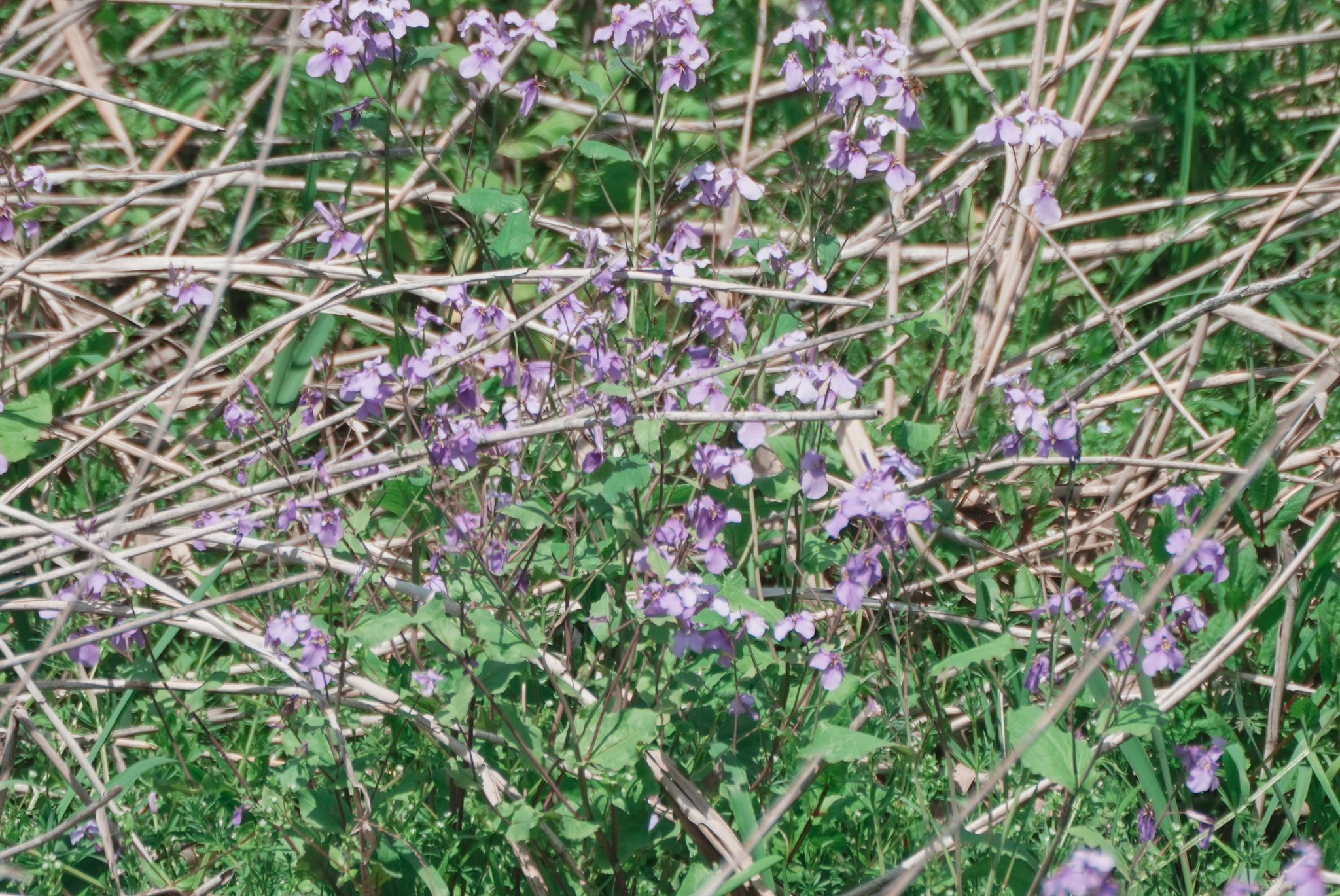 Chinese Violet Cress (Orychophragmus violaceus)