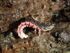 Microphotus angustus