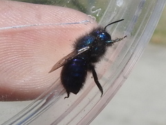 Osmia ribifloris ribifloris
