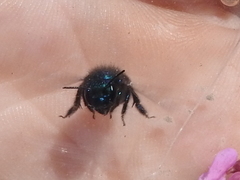 Osmia ribifloris ribifloris