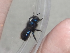 Osmia ribifloris ribifloris