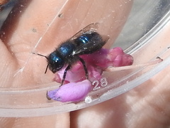Osmia ribifloris ribifloris