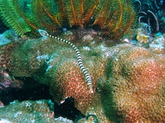 Dunckerocampus dactyliophorus