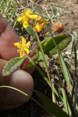 Tetragonia herbacea
