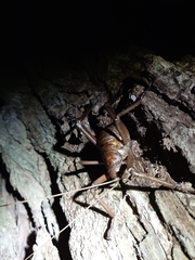 Deinacrida heteracantha