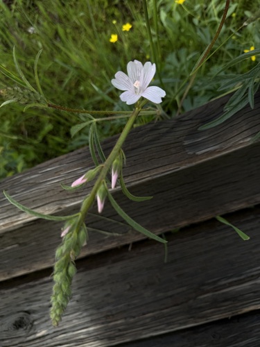 Meadow Checker-mallow (Sidalcea campestris)