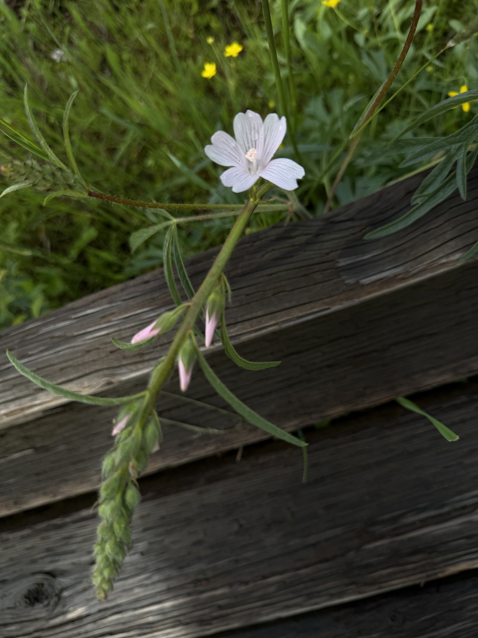 Meadow Checkerbloom (Sidalcea campestris)