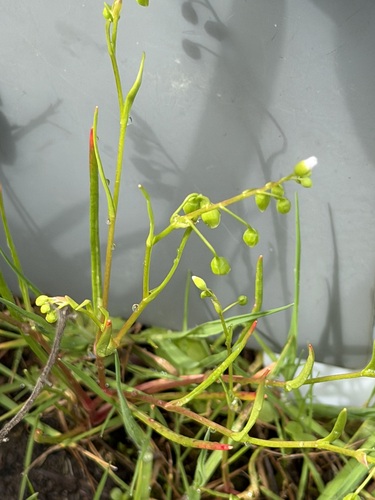 Narrow-leaved Montia (Montia linearis)