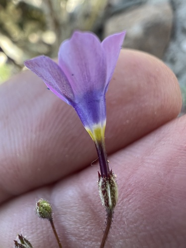 showy gilia (Gilia cana)
