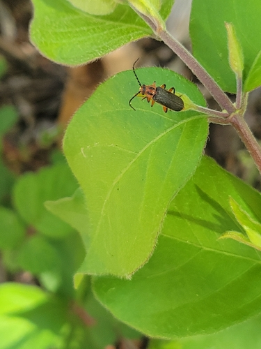 Two-lined Leatherwing photo 6