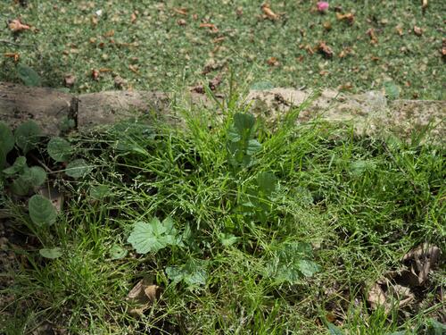 Early Meadow-grass (Poa infirma)